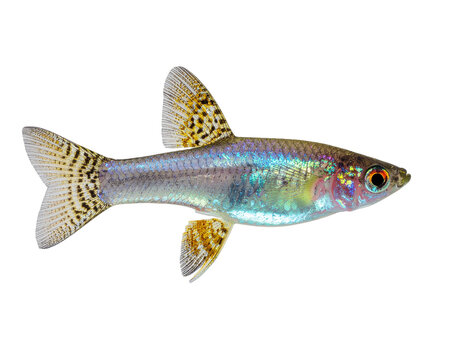 Iridescent neon tuttle fish swimming silhouette with shimmering blue-green scales and patterned fins