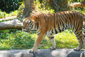 A strong bengal tiger is walking in the jungle or nature parkland forest with aggresive action. Animal and wildlife portrait with face focus. 