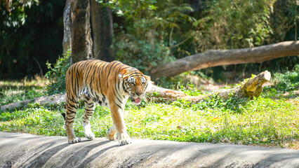 A strong bengal tiger is walking in the jungle or nature parkland forest with aggresive action. Animal and wildlife portrait with face focus. 