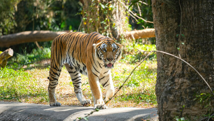 A strong bengal tiger is walking in the jungle or nature parkland forest with aggresive action. Animal and wildlife portrait with face focus. 