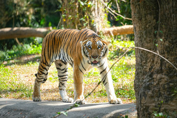 A strong bengal tiger is walking in the jungle or nature parkland forest with aggresive action. Animal and wildlife portrait with face focus. 