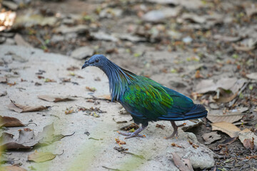 A nicobar pigeon or nicobar dove, one speciman of small bird in colorful green feather is walking on dirt ground in tropical forest. Animal portait photo, close-up.