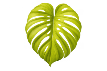 Monstera deliciosa leaf vector graphic with characteristic fenestrations and a tropical feel on a transparent background