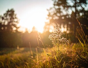 Wildflower in a serene meadow at sunrise with trees in the background.