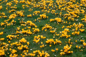 Obraz premium Crocus 'Grand Jaune',
