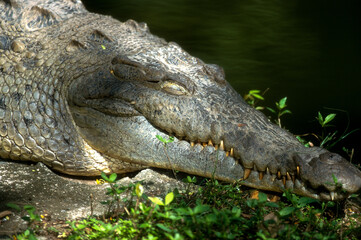 Obraz premium Crocodile de Rio