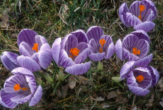 Crocus 'Grand Maitre',