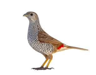 Northern bird with striped chest and brown wings standing on yellowish legs