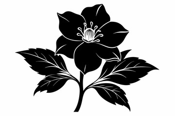 Obraz premium hellebore silhouette line art vector illustration