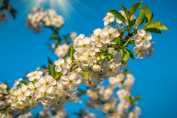 White cherry bloom blooming twig in sunlight