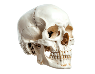 Front three-quarter view of a human skull with visible sutures and teeth