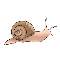 illustration of a leaf snail without a background