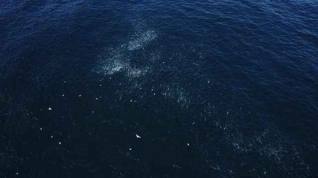 Aerial View Of Seagulls Eating Mullet Fish - Shool Of Mullet Fish In Cabarita, Australia.