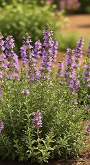 Naklejka premium Tall spikes of lavender purple blossoms emerge from a dense green perennial shrub attracting pollinating insects