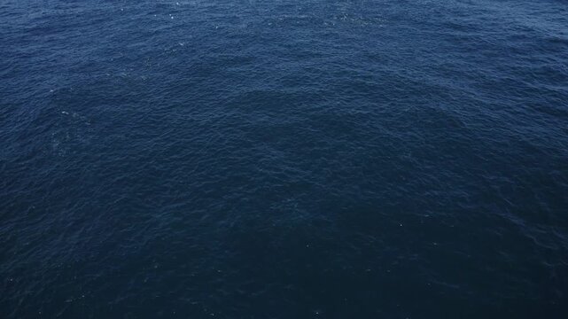 School of Mullet Fish Swimming In The Sea - Cabarita, Australia. - aerial shot