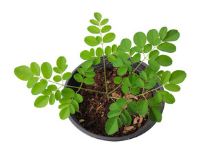 Potted plant with vibrant green compound leaves and textured soil in a round black plant