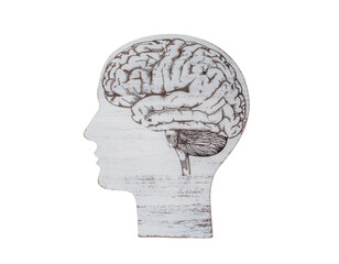 Profile silhouette of a human head with an illustrated brain showing texture and anatomy