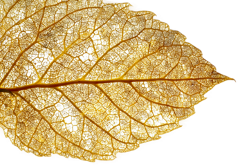 Nature leaf veins in golden tones macro isolated on transparent background