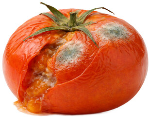 Rotten tomato bursting skin, leaking pulp, visible mold, isolated on white background