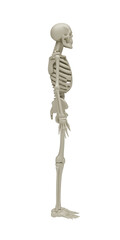 3D illustration of a human skeleton in side view profile for clinical anatomy education, spinal health studies, biomechanics and medical visualization isolated on transparent background.