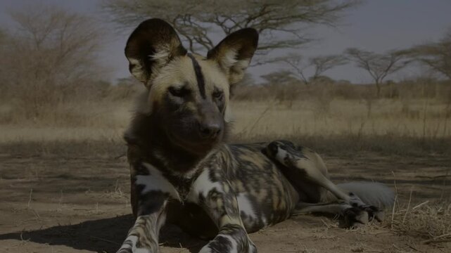 An African wild dog resting peacefully in the sun, showing detail of unique patterns and expression Stock Video