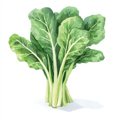 Watercolor illustration of a fresh bunch of Swiss chard.