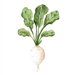 Watercolor illustration of a fresh white radish with green leaves.