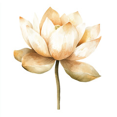 Watercolor Illustration of a Golden Lotus Flower.