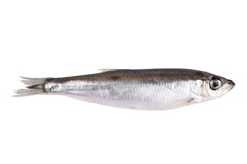 Obraz premium fresh fish sprat isolated on white background.