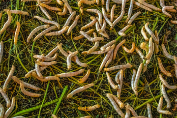 Silk worms feeding on mulberry leaves in an artissan textile weaving center on the shores of the...