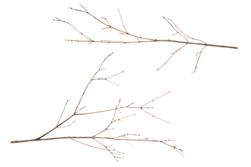two dry branches of brown color isolated