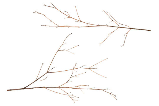 two dry branches of brown color isolated