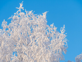 Tree branches in winter covered with snow and frost in snowfall on blue sky background. Frozen tree branches.