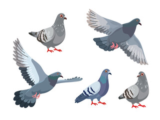 Obraz premium Dove bird set. Flat vector clipart, illustration with isolated background.