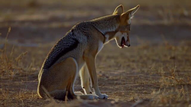 A majestic jackal sitting in a desert landscape Stock Video