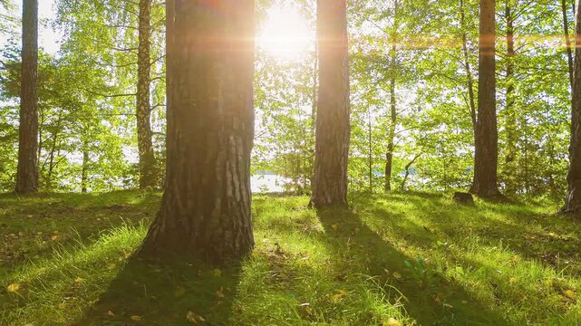 Autumn pine forest by the river with moving camera