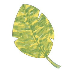 Variegated Tropical Leaf Watercolor Illustration