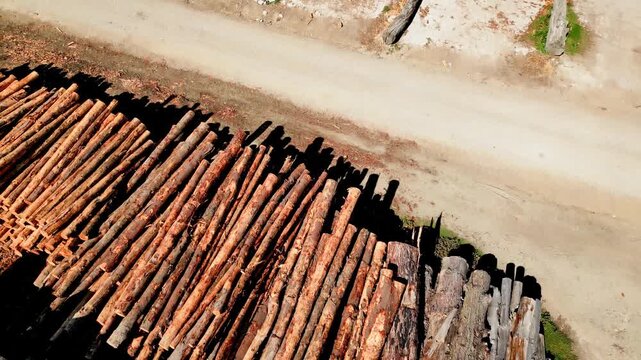 Logging industry pile of cut pine trees