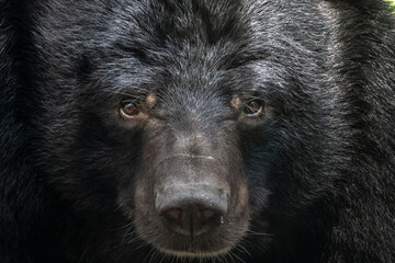 Eye to eye with a curious asian black bear (Ursus thibetanus), Kuang Si National Park, Luang Prabang, Laos © Luis