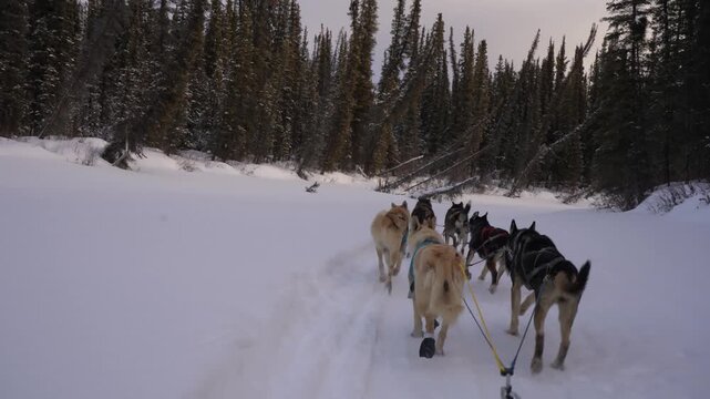 A point-of-view shot from a dog sled as a team of huskies runs down a snowy trail through a dense conifer forest near Mount Lorne, Yukon, Canada