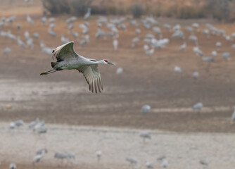 Sandhill crane flying in to join its flock on the Hiwassee River in the Hiwassee Wildlife Refuge in...
