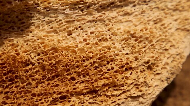 Bone marrow closeup showing spongy trabecular structure responsible for blood cell formation. Ideal for medical, veterinary and biological research visuals emphasizing anatomy and bone tissue function