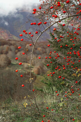 red berries on a branch	