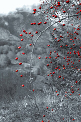 red berries on a branch	