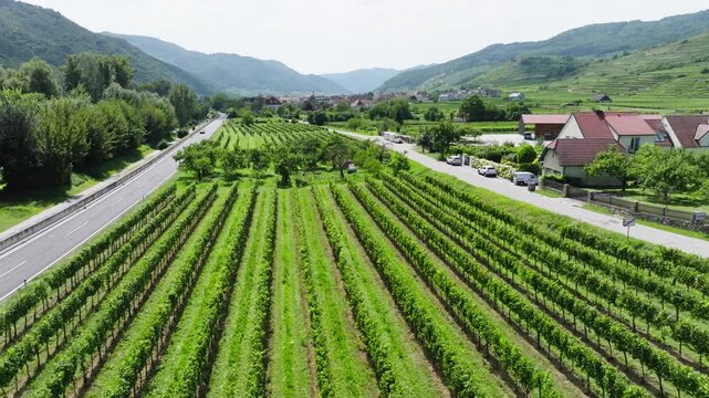 Aerial view of vineyards in Wachau Valley Austria. Beautiful agricultural fields, tourist points and wineries in Europe.