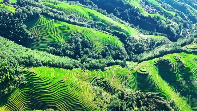 Aerial shot of green terraced rice field and mountain landscape in Guilin, China. Beautiful agricultural and nature background.