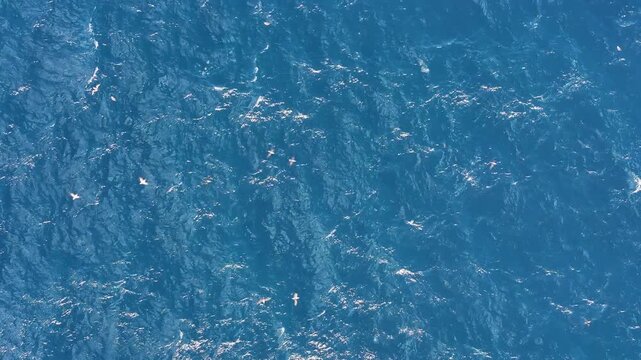 Aerial view of the vast expanse of the ocean, where deep blues contrast with the white of scattered birds and gentle wave crests, Tenerife, Canary Islands, Spain.