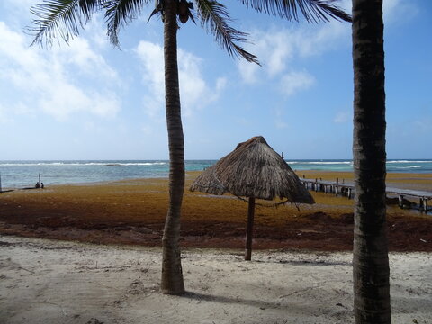 Sargassum on Caribbean Coast of Mexico