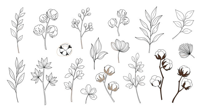 Detailed set of botanical line drawings featuring various leaves, twigs, and white cotton plant illustrations.