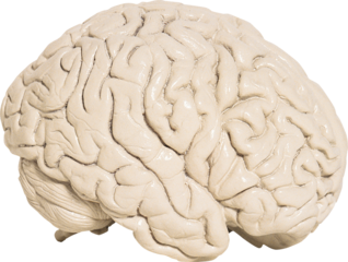 human brain isolated on white background